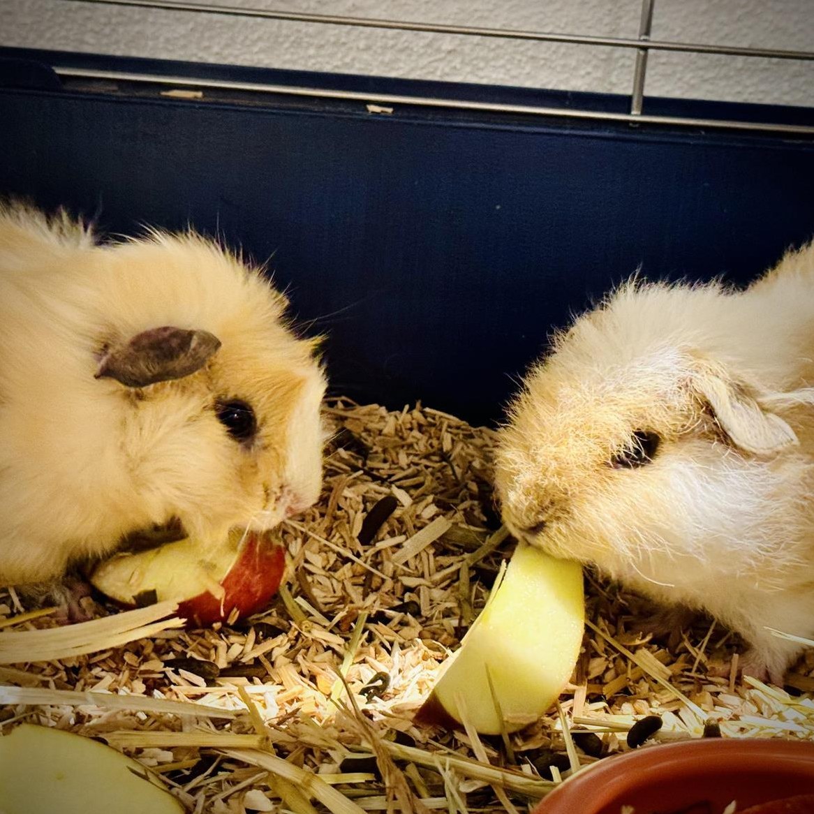 2 männliche Meerschweinchen GRATIS abzugeben