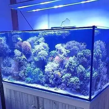 Beckenauflösung: Korallen, Lebende Steine, Meerwasserfische