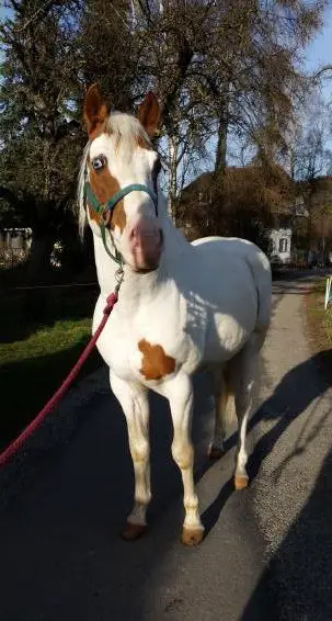 Paint Horse Deckhengst, Kanton Bern