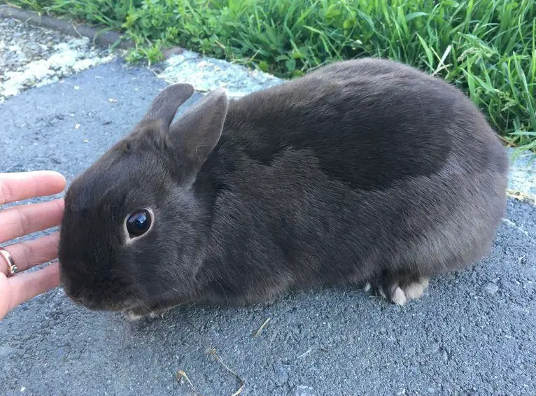 Farbenzwerg Häsin sucht ein neues Zuhause