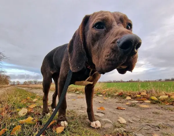 Zu verkaufen: 1,5-jähriger Plott-Mix (Jagdhund)