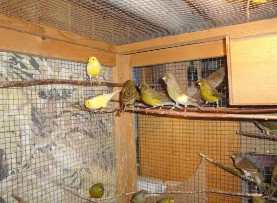 Farbkanarien grün/gelb zu verkaufen