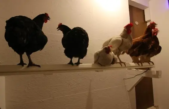 Hühnerstange mit Milbenfalle - Lösung für Hühner gegen Vogelmilben