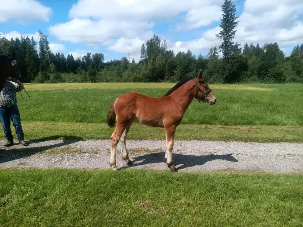 Wunderschöne Kaltblut Stute (Stutfohlen)