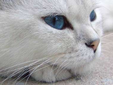 BKH Deckkater Britisch Kater Kurzhaar