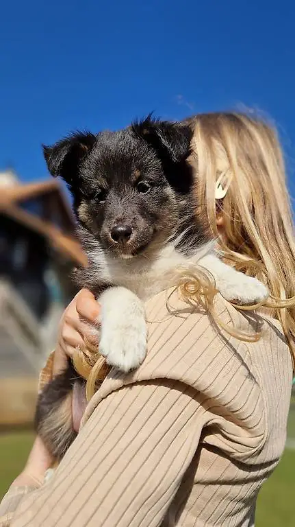 Sheltiewelpen zu Verkaufen