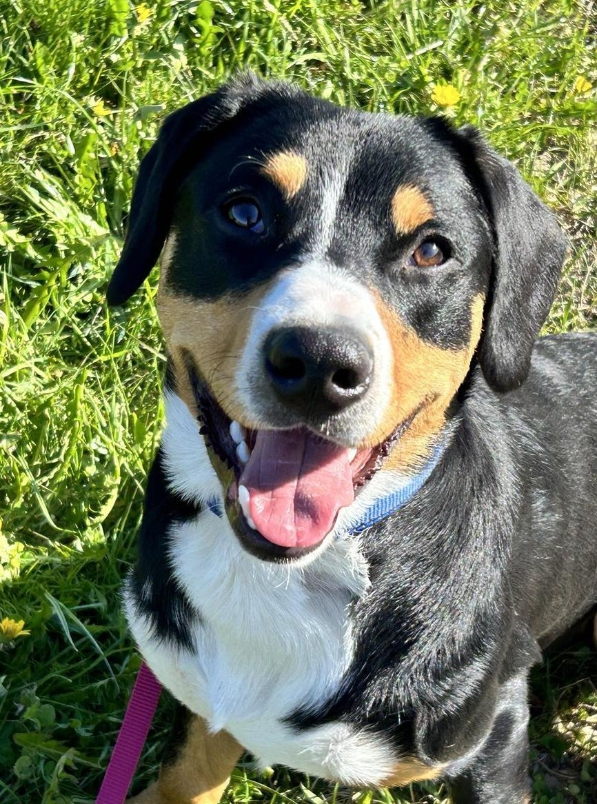 Liebevoller junger Entlebucher Jungrüde sucht seine Familie
