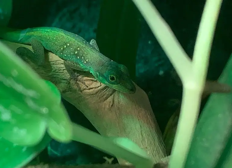 Anolis roquet summus 1.0 aus eigener Nachzucht
