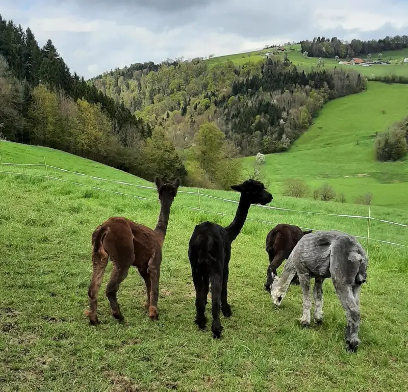Alpaka Wallache zu verkaufen