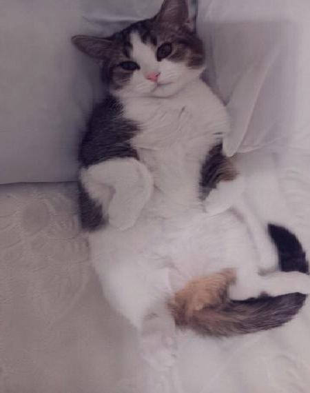 Türkische Angora kitten