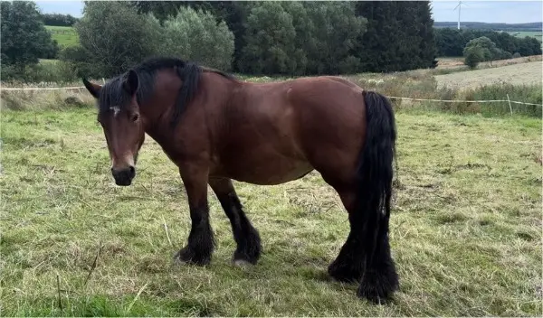 2 Ardenner Stuten, Kaltblut