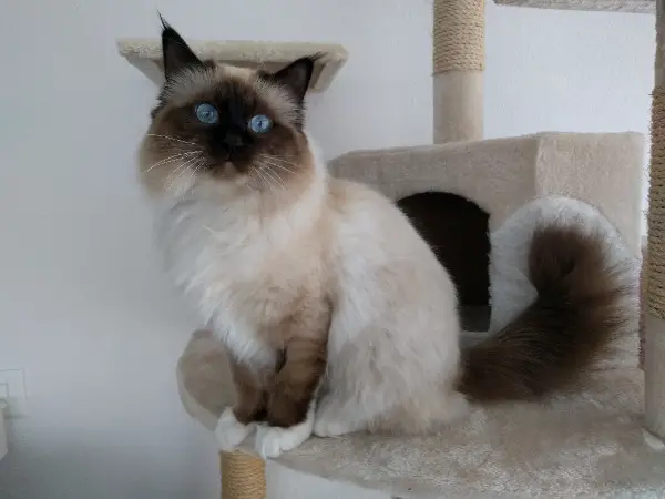 Heilige Birma Seal Point Deckkater