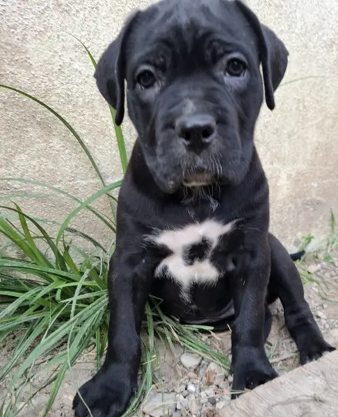 Gesunde, reinrassige Cane Corso Welpen jetzt abzugeben