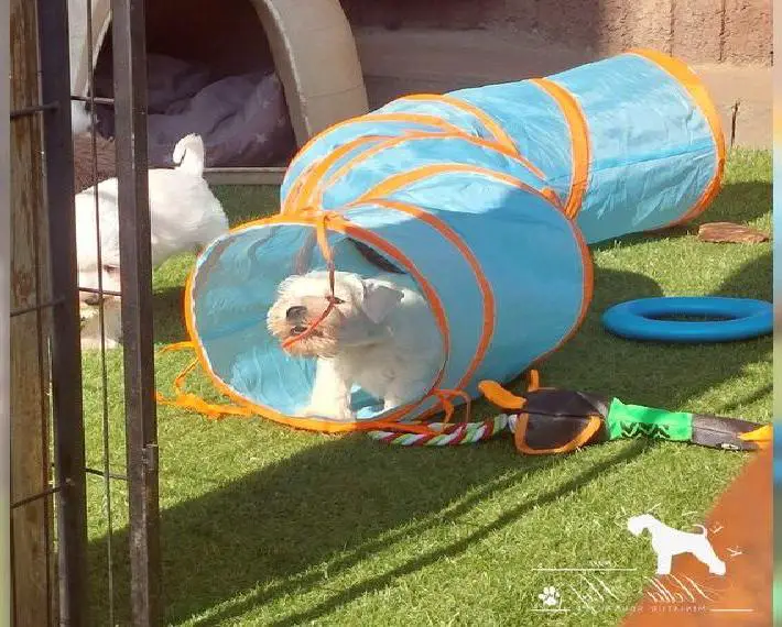 Zwergschnauzer-weiss Welpe