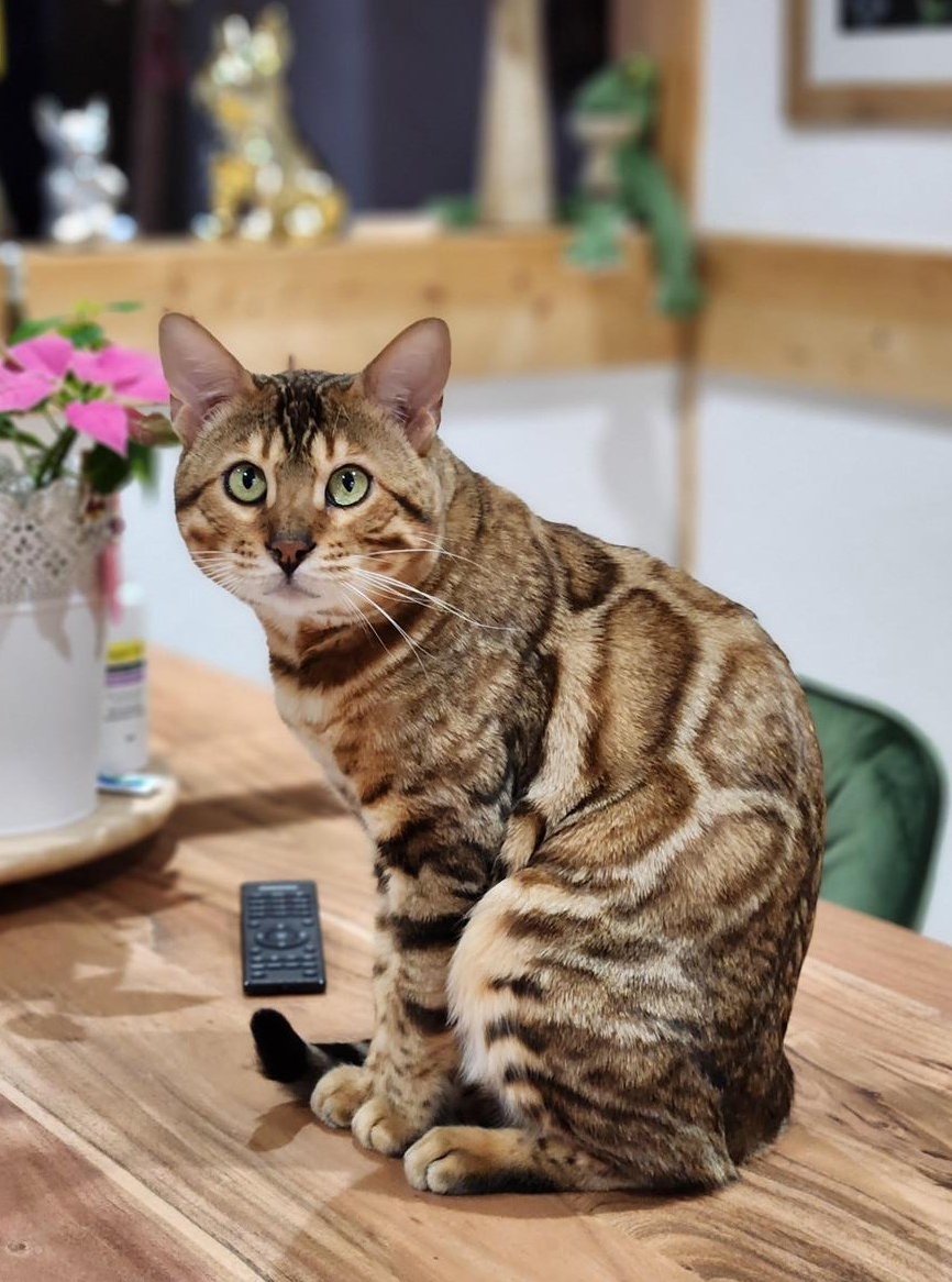 Reinrassiger Bengal Deckkater, FIFE Champion