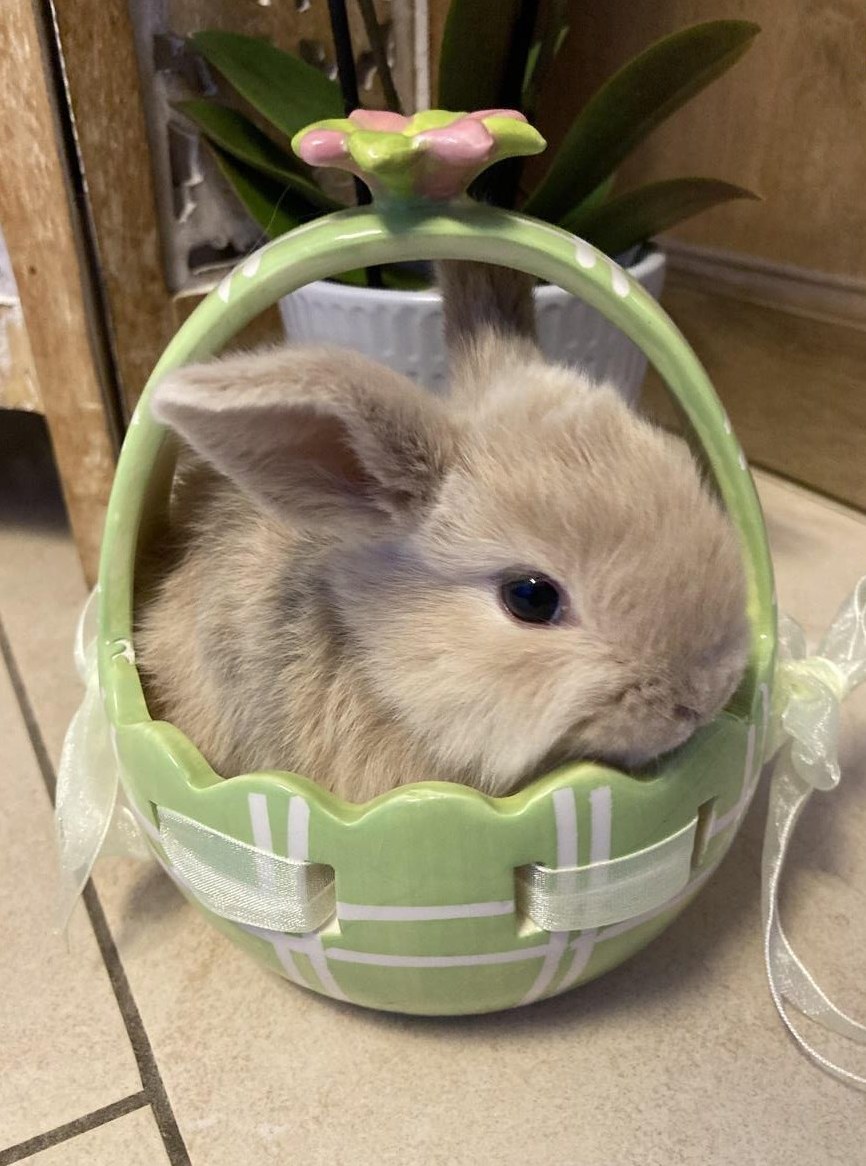 Löwenköpfchen/Zwergwidderli zu verkaufen