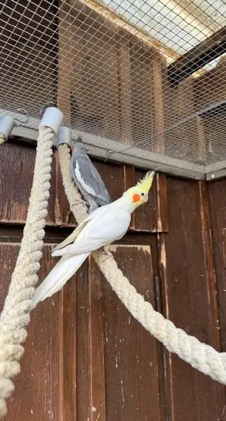 Nymphensittich-Paar abzugeben in grosse Voliere, Vogelzimmer
