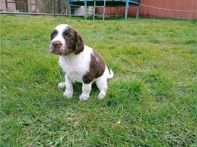 Kleiner Münsterländer Welpen