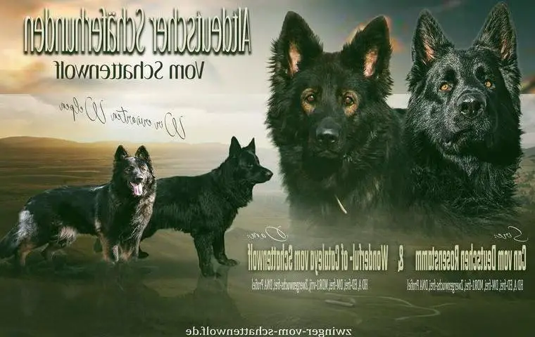 Altdeutscher Schäferhund Welpe