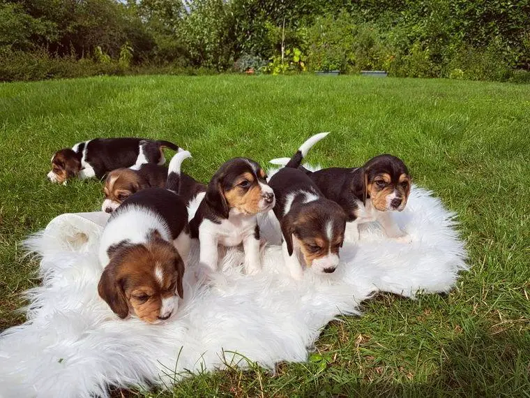 Beagle welpen reinrassige tricolor