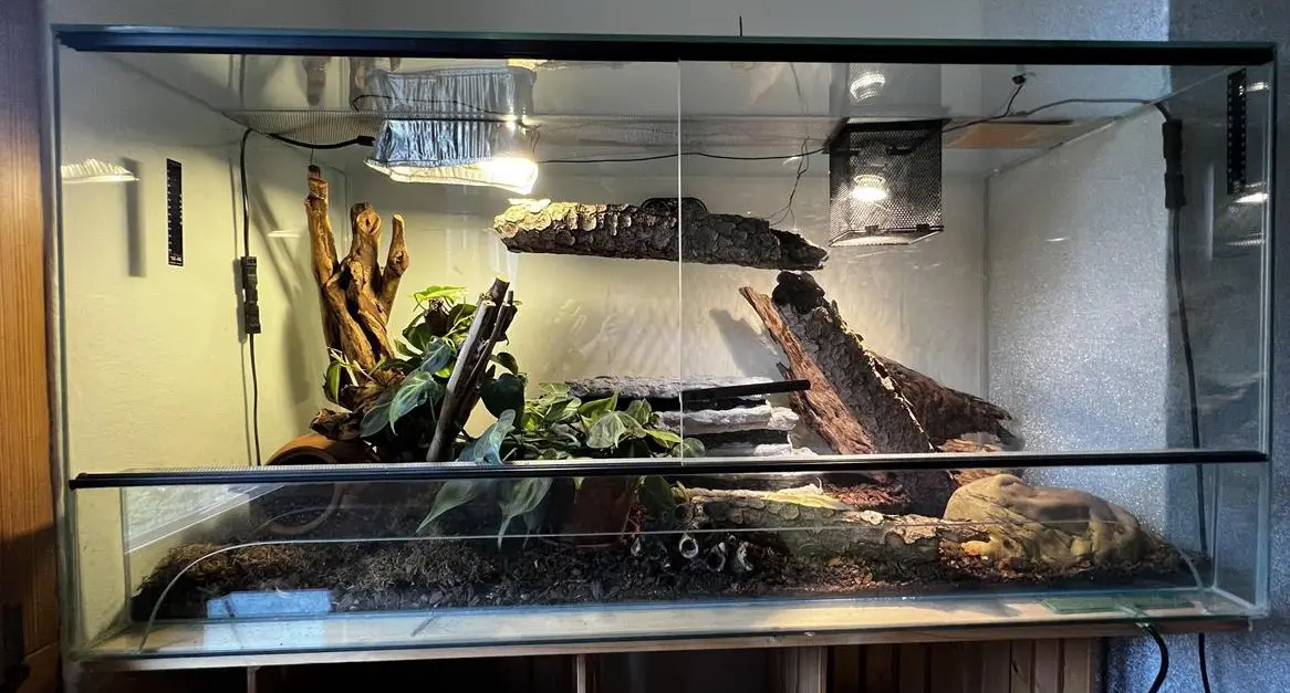 Kornnatter Reverse Okeetee inkl. Zubehör, Terrarium