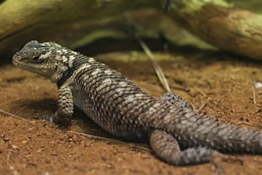 Gesucht: Blauer Stachelleguan, Sceloporus cyanogenys