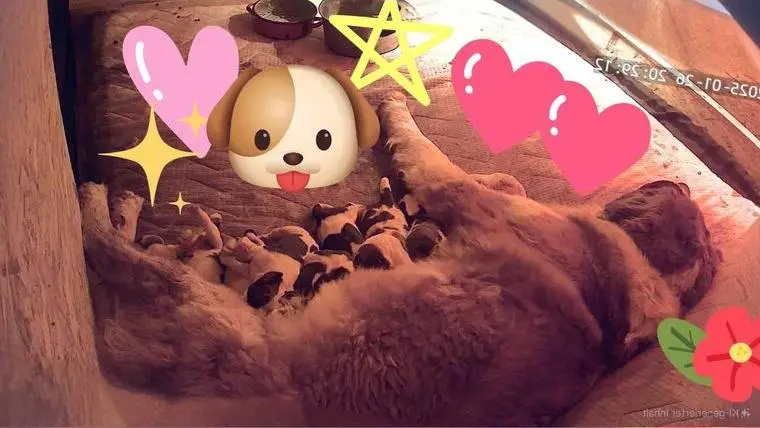 Bernhardiner Langhaar Welpen abzugeben