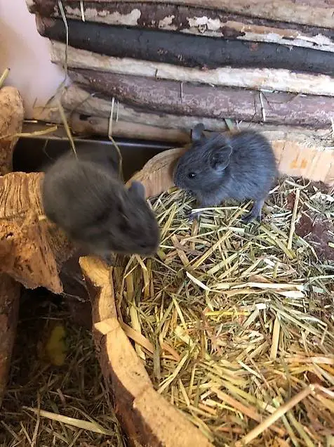 Süsse Degubabys abzugeben