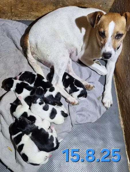 Jack-Russel, Welpen, tricolor, Wurf