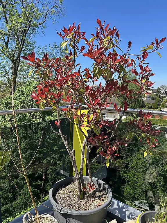 Pflanze ca 160cm hoch