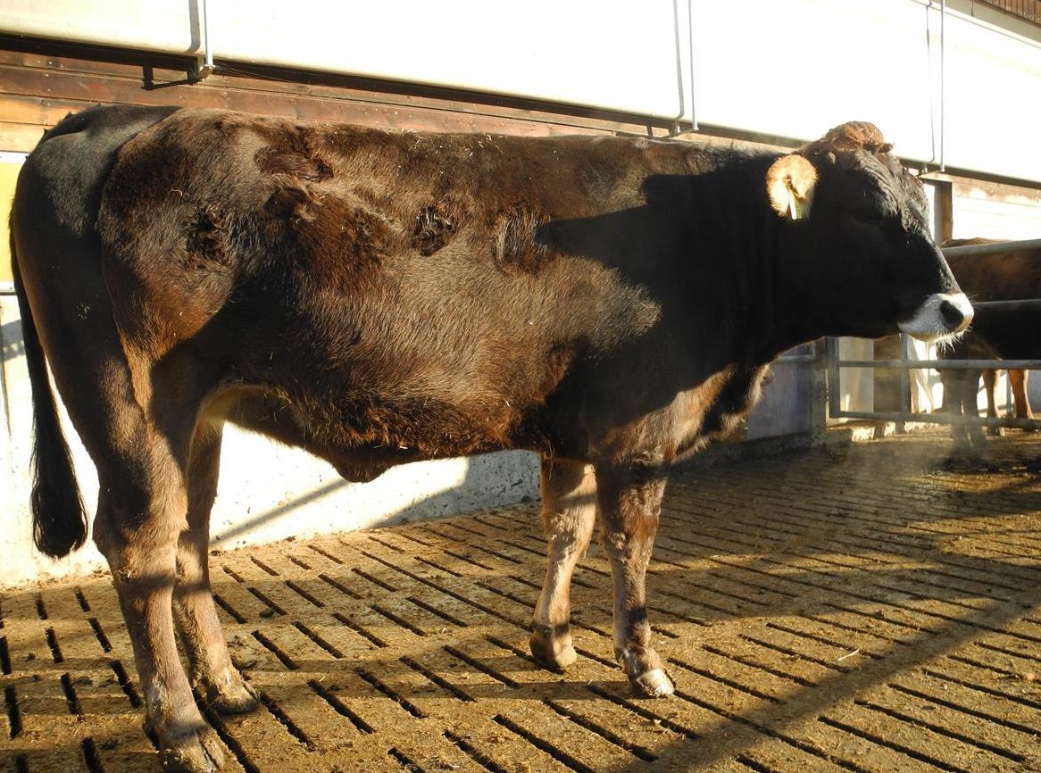 F1 Mutterkuhrind handzahm, hornlos zu verkaufen