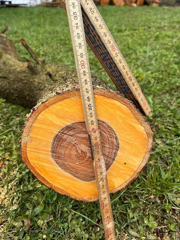 Zwetschgenbaum Stamm / Apfelbaum Stamm