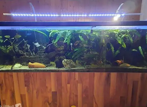 Aquarium 540l mit Unterbau, Fische und allem Zubehör