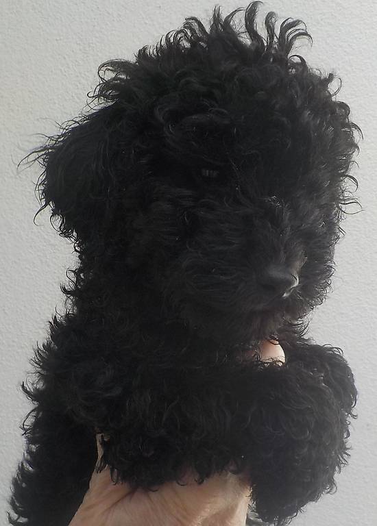 Zwergpudel-Welpen zu verkaufen