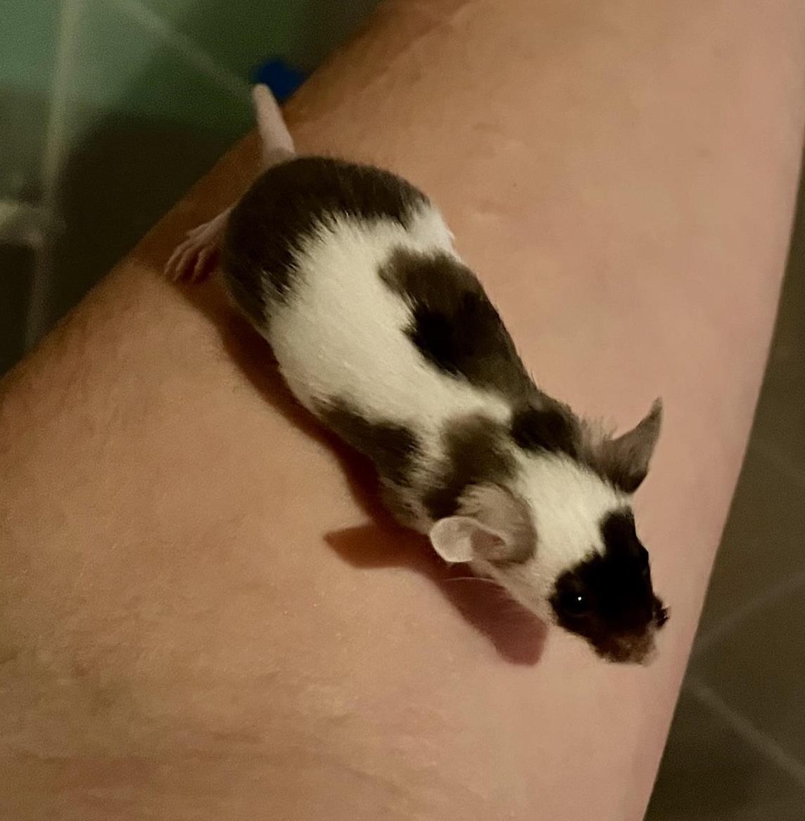 Junge Farbmaus Weibchen zu verkaufen