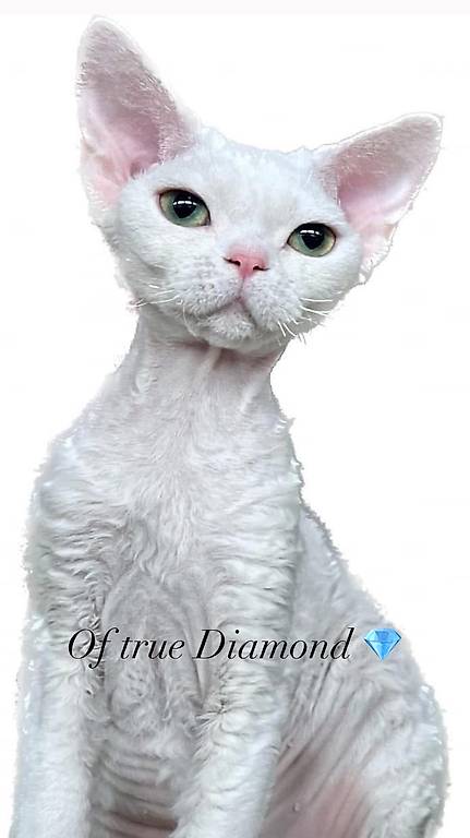 Devon Rex