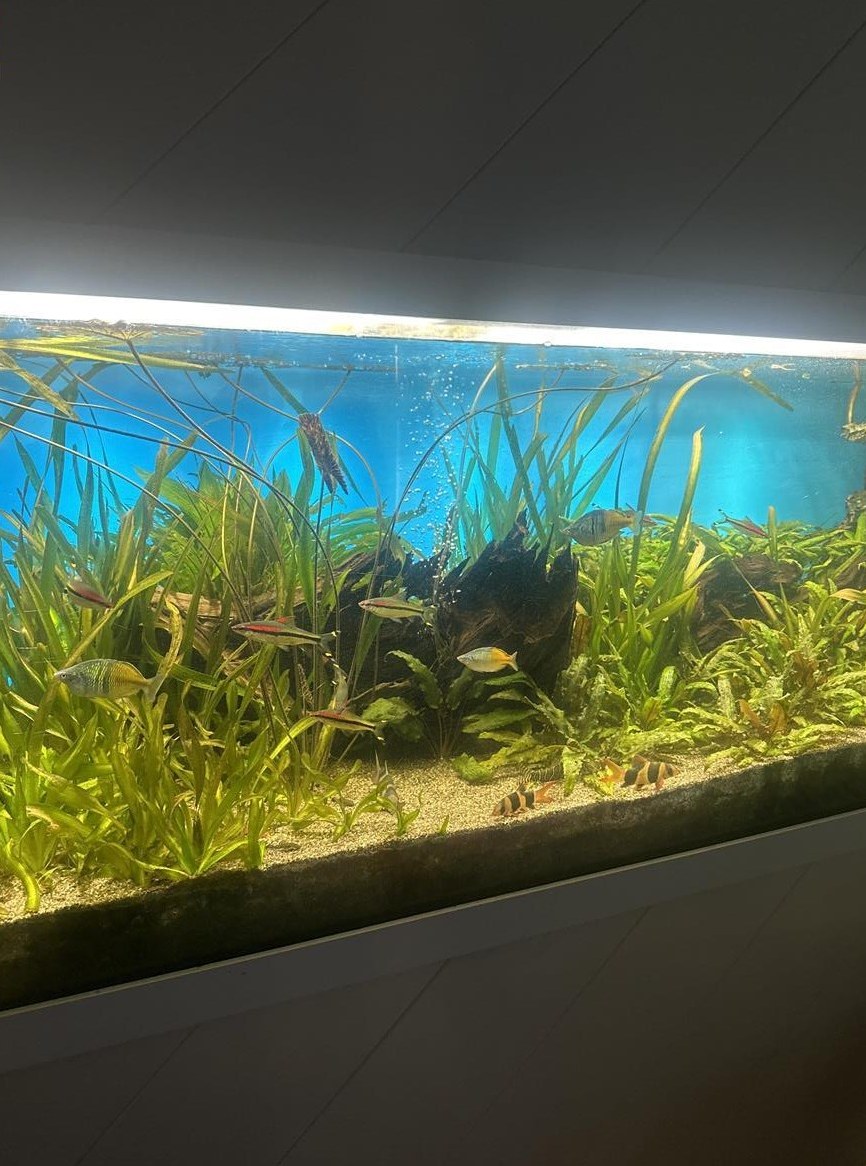 Diverse Zierfische & Pflanzen zu verschenken