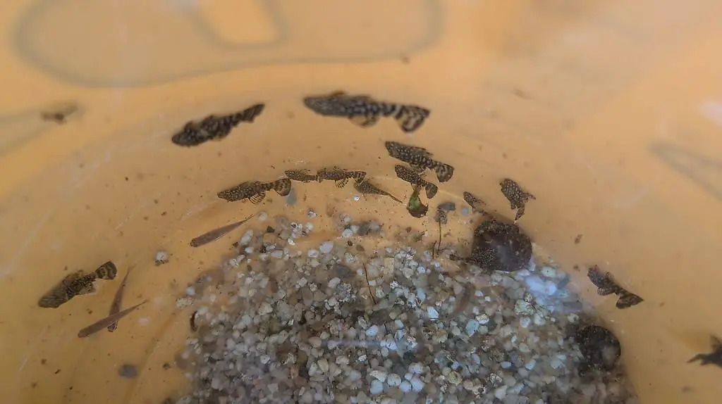 Antennenwelse zu verschenken