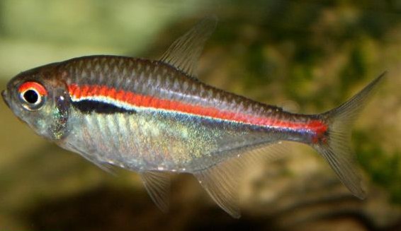 Salmler Nachzucht / Neon abzugeben