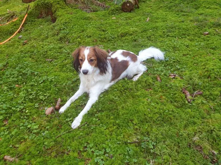 Wurfankündigung reinrassige Kooikerhondje Welpen