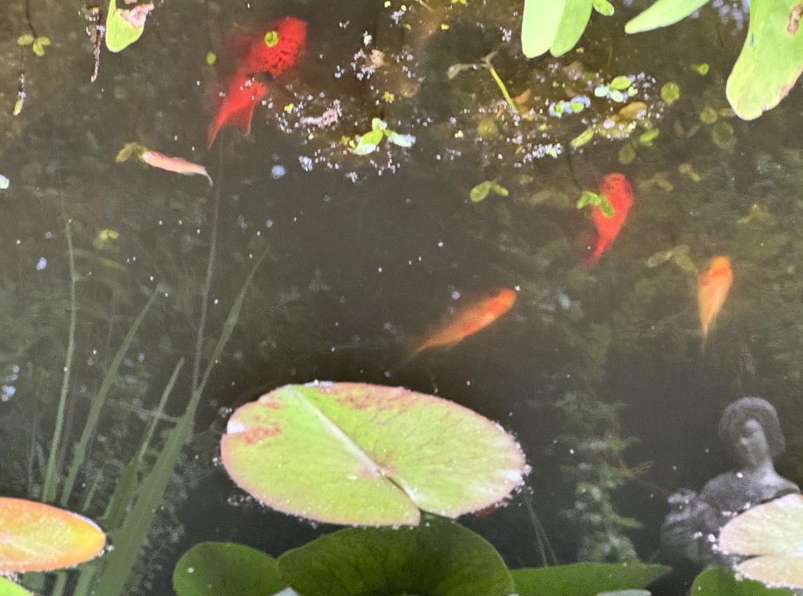 GRATIS: Goldfische in diversen Grössen & Farben