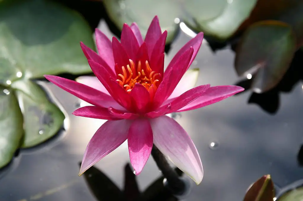 Seerose Teichpflanze Nymphaea "Perry"s Red Wonder"