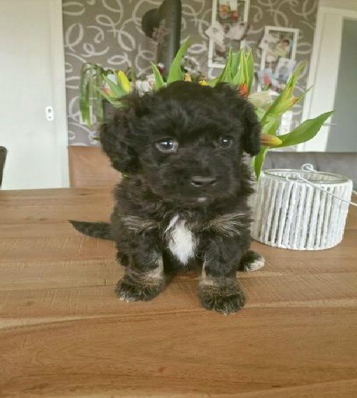 Mini Micro Bernedoodle Hybrid