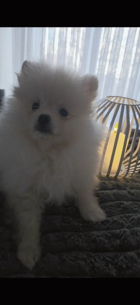 Pomeranian/Zwergspitz Welpen suchen liebevolles Zuhause