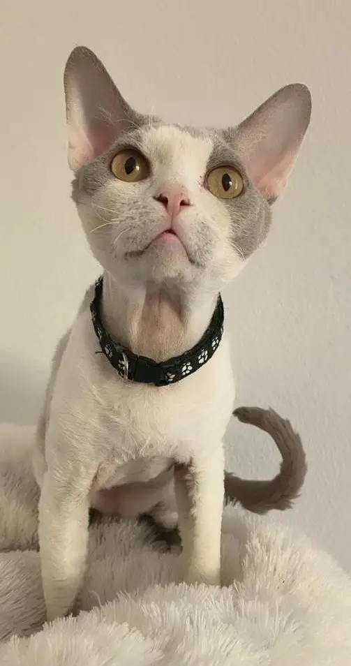 Wundervoller Devon Rex Deckkater