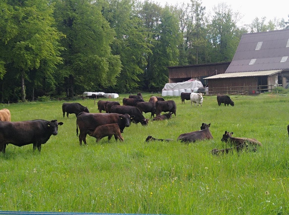 Diverse Wagyu Rinder zu verkaufen