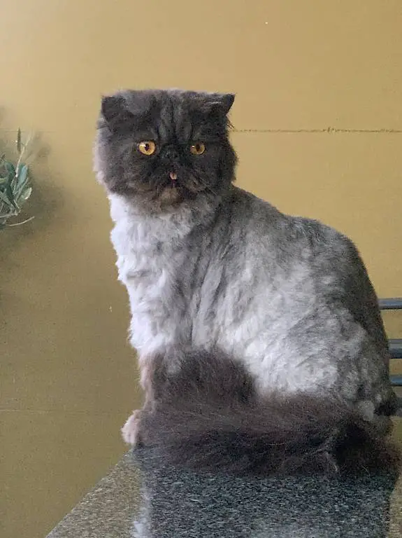 Wunderschöner Perserkater sucht neues, liebevolles Zuhause