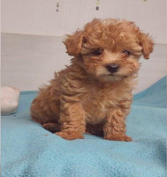 Maltipoo Welpen