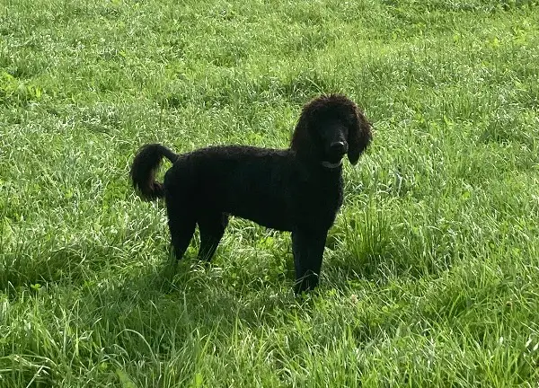 Toller Königspudel sucht ihre Familie