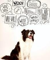 Tierkommunikation & diverse Therapieangebote